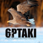 "6xptaki"