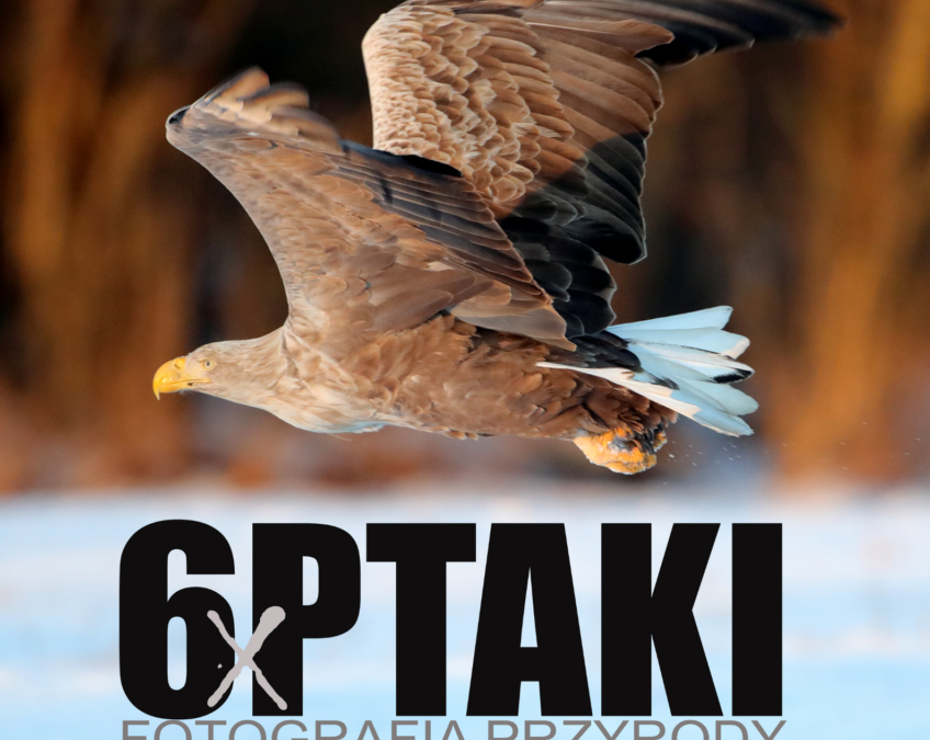 Wystawa fotografii Piotra Statkiewicza „6xptaki”